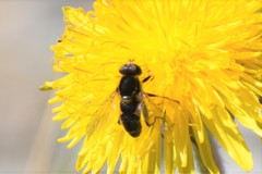 Anasimyia perfidiosus