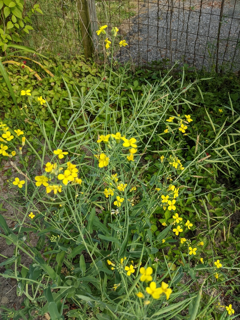 flowering plants from Chesterfield County, VA, USA on May 20, 2021 at 0523 PM by keithg