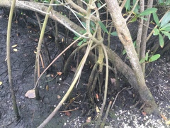 Rhizophora mangle image