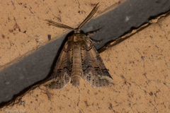 Declana junctilinea