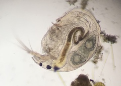 Chydoridae