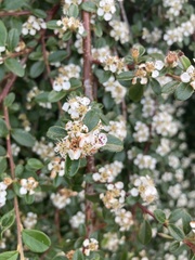 Cotoneaster × suecicus