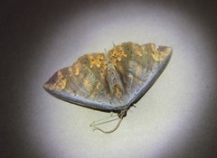 Oenoptila violacearia