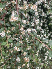 Cotoneaster × suecicus