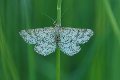 Heliomata glarearia