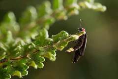Photinus palaciosi