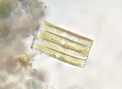 Fragilaria