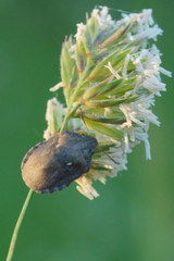 Eurygaster maura