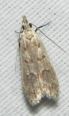 Dichomeris punctidiscellus