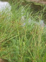 Bolboschoenus fluviatilis