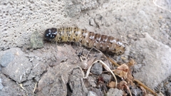 Apamea monoglypha