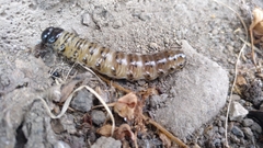 Apamea monoglypha