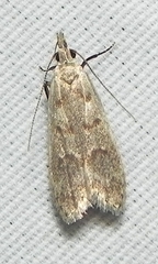 Dichomeris punctidiscellus