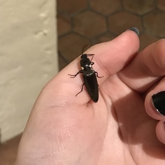 Ignelater havaniensis