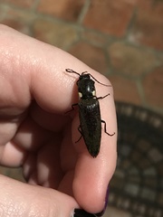 Ignelater havaniensis