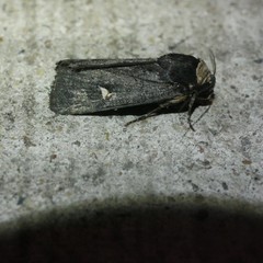 Proteuxoa cinereicollis