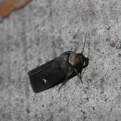 Proteuxoa cinereicollis