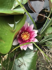 Nymphaea × marliacea