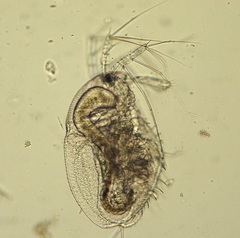 Macrothricidae