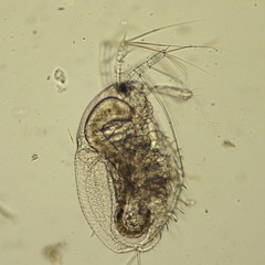 Macrothricidae
