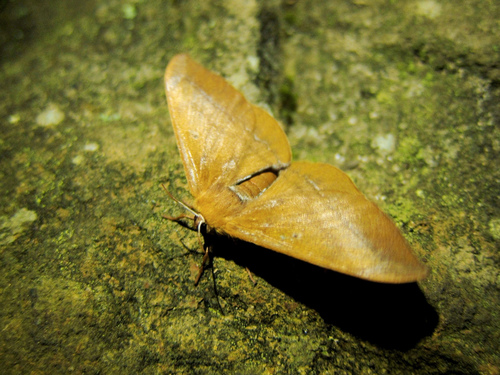 Endromidae