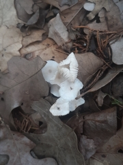 Clitocybula abundans