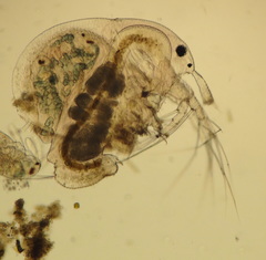 Macrothricidae