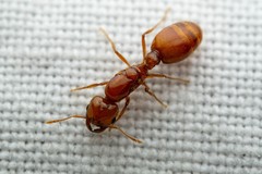 Solenopsis amblychila
