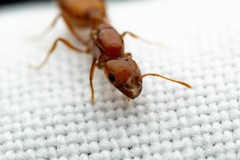 Solenopsis amblychila