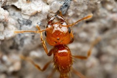 Solenopsis amblychila