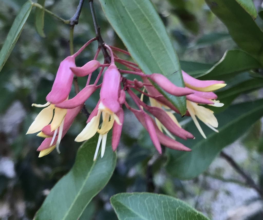 Bauhinia jenningsii