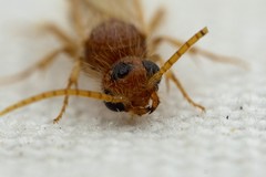 Sphaeropthalma yumaella