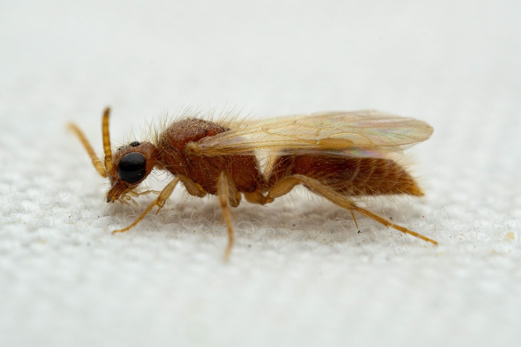 Sphaeropthalma yumaella