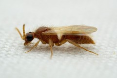 Sphaeropthalma yumaella