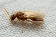 Sphaeropthalma yumaella