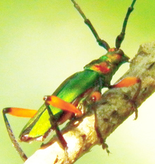 Plinthocoelium suaveolens