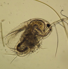 Macrothricidae