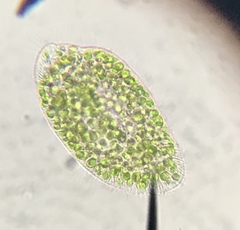 Paramecium bursaria