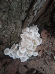 Clitocybula abundans