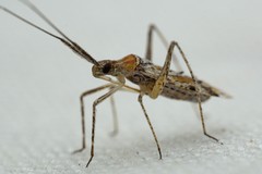 Phytocoris squamosus