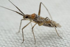 Phytocoris squamosus