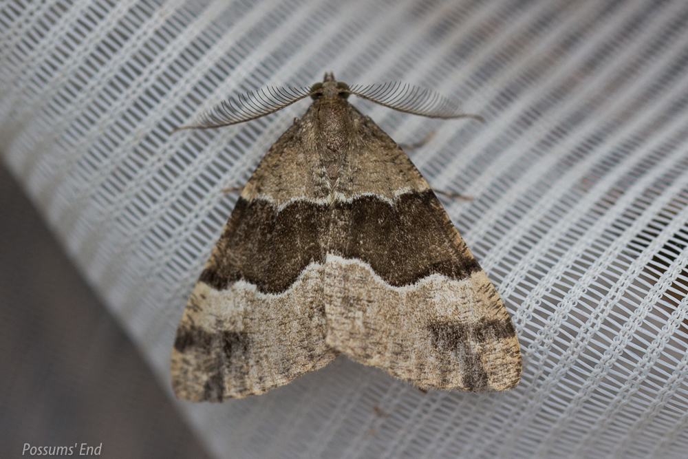 Pseudocoremia pergrata