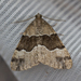 Pseudocoremia pergrata - Photo (c) Possums' End, μερικά δικαιώματα διατηρούνται (CC BY), uploaded by Possums' End