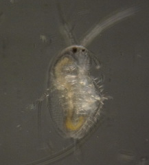 Macrothricidae