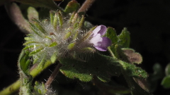 Phacelia cryptantha