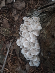 Clitocybula abundans