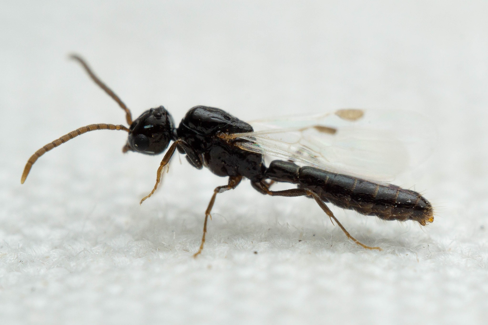 Acanthostichus davisi