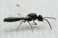 Acanthostichus
