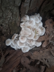 Clitocybula abundans