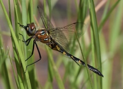 Dorocordulia lepida